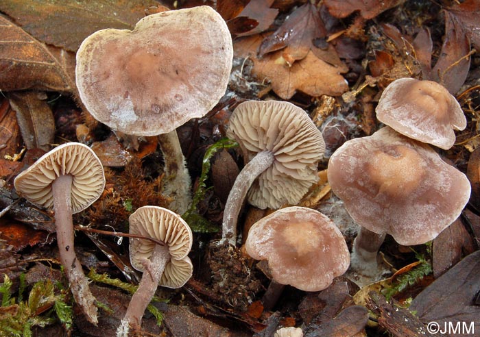 Pseudobaeospora brunnea