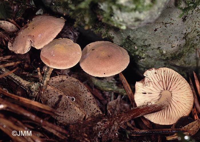 Pseudobaeospora laguncularis