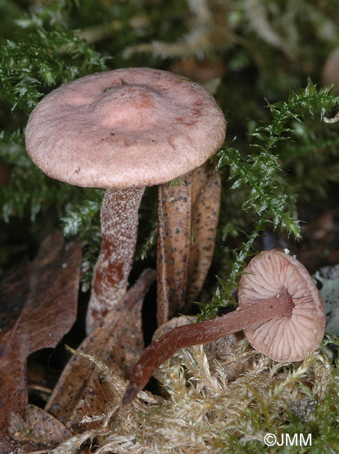 Pseudobaeospora laguncularis