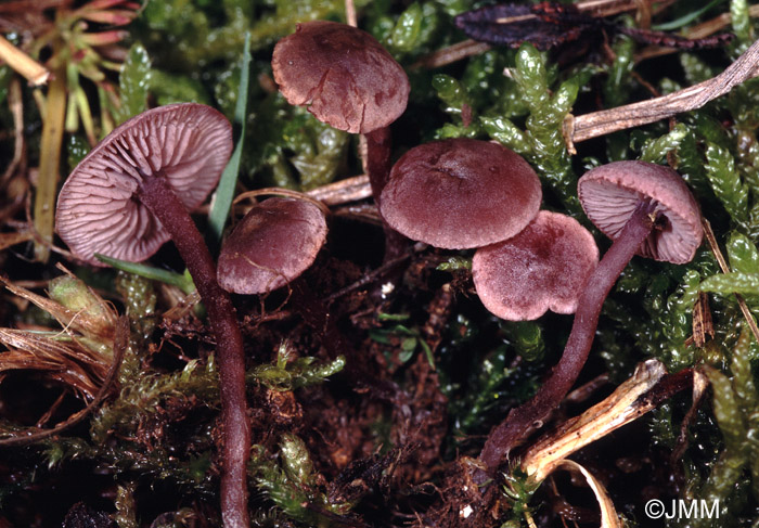 Pseudobaeospora pyrifera