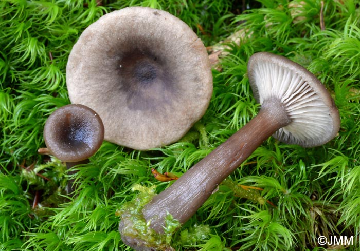 Pseudoclitocybe cyathiformis