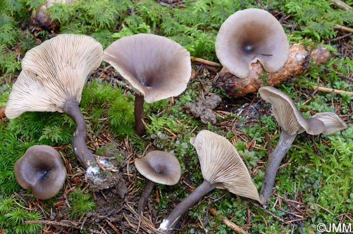 Pseudoclitocybe cyathiformis