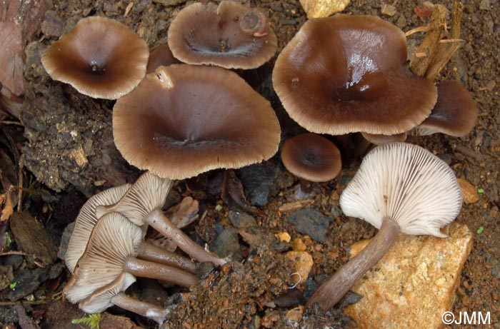 Pseudoclitocybe cyathiformis