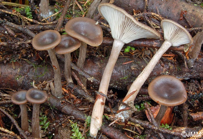 Pseudoclitocybe cyathiformis