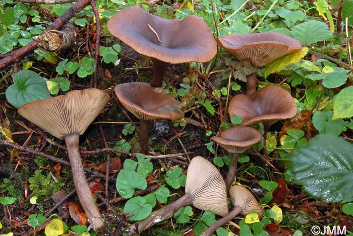 Pseudoclitocybe cyathiformis