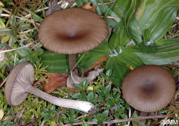 Pseudoclitocybe expallens