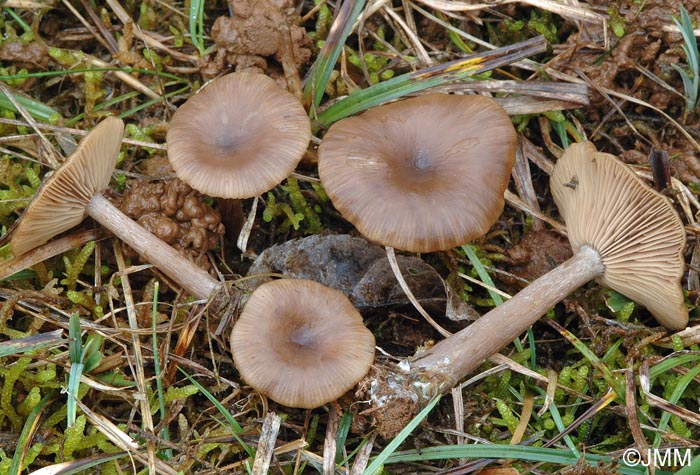 Pseudoclitocybe expallens