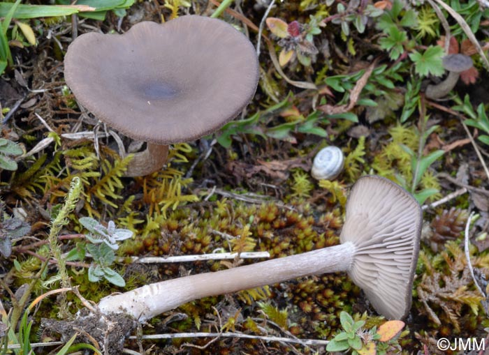 Pseudoclitocybe expallens