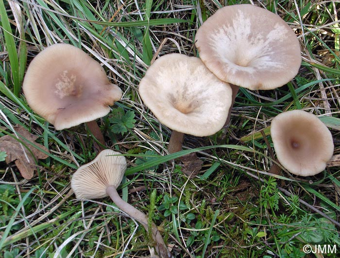 Pseudoclitocybe expallens