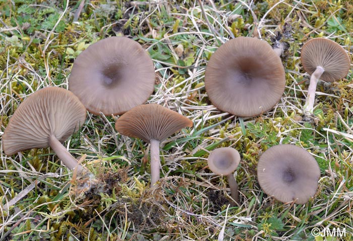 Pseudoclitocybe expallens