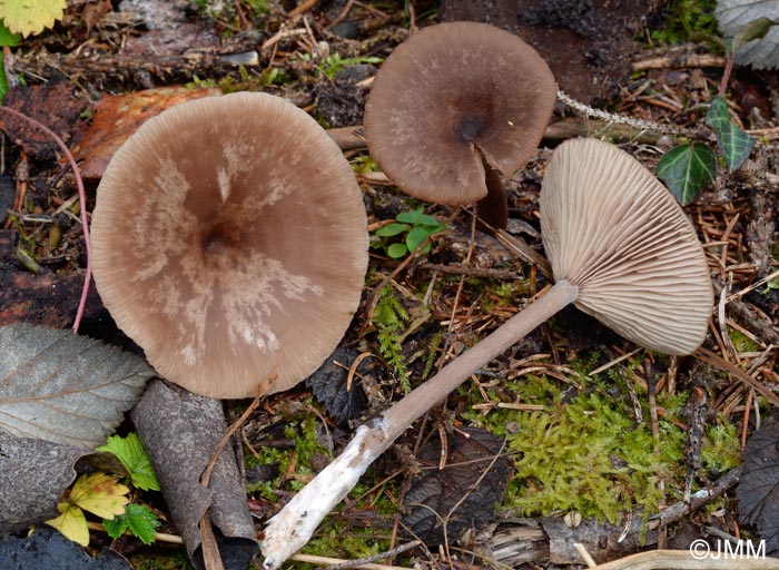 Pseudoclitocybe expallens