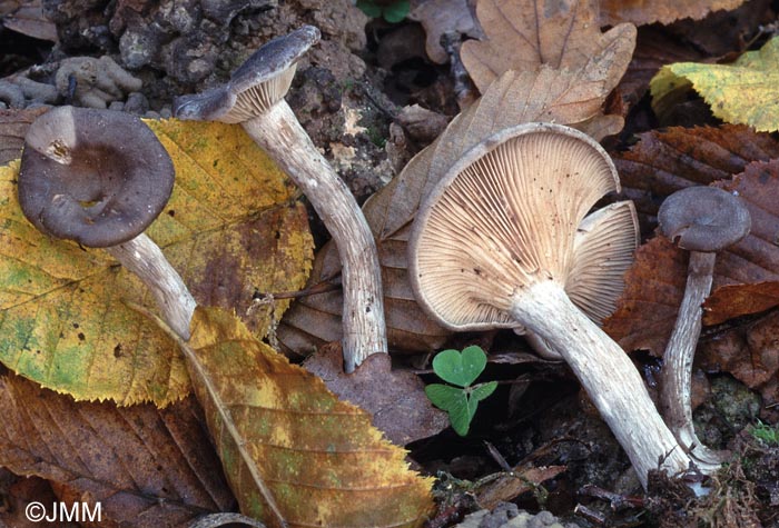 Pseudoclitocybe obbata