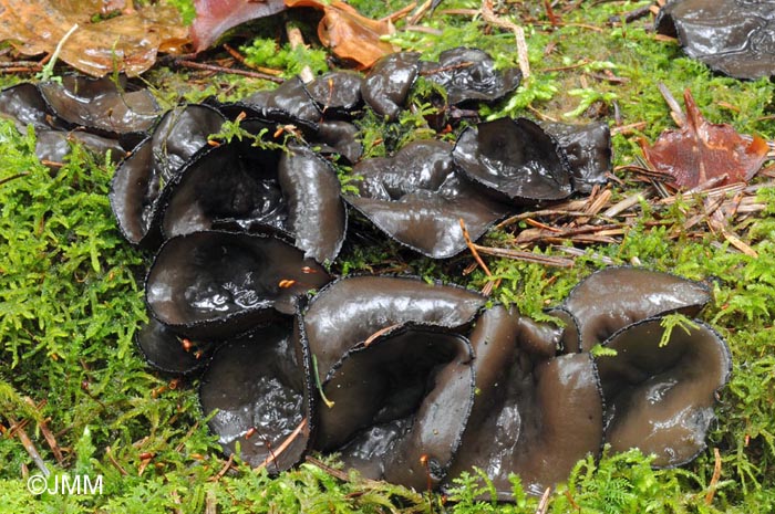 Pseudoplectania vogesiaca = Pseudoplectania melaena