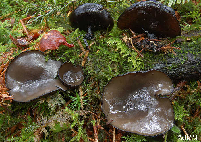 Pseudoplectania vogesiaca = Pseudoplectania melaena