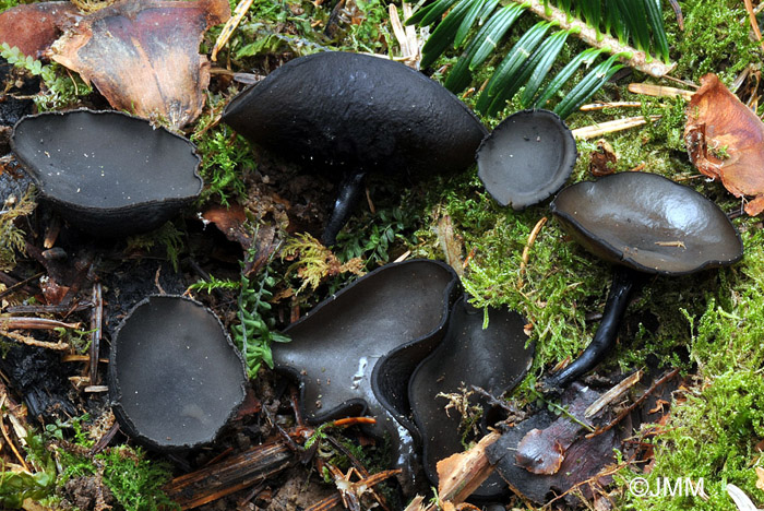 Pseudoplectania vogesiaca = Pseudoplectania melaena