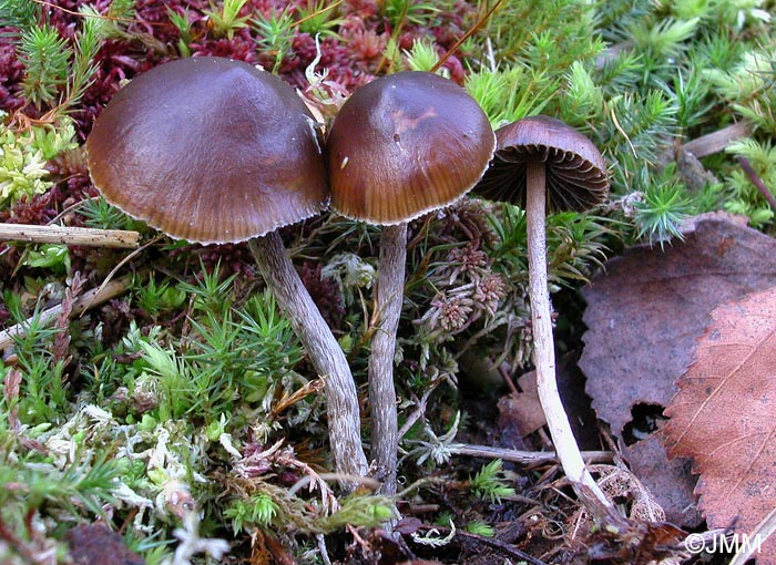 Psilocybe atrobrunnea = Psilocybe turficola