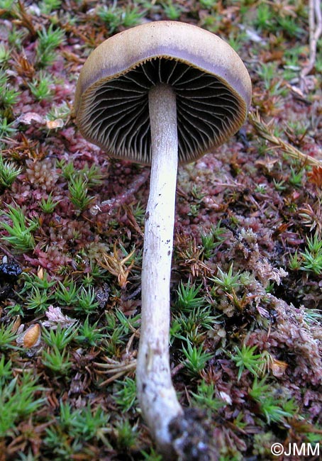 Psilocybe atrobrunnea = Psilocybe turficola