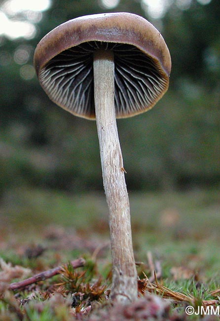 Psilocybe atrobrunnea = Psilocybe turficola