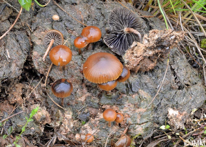 Psilocybe coprophila = Stropharia coprophila