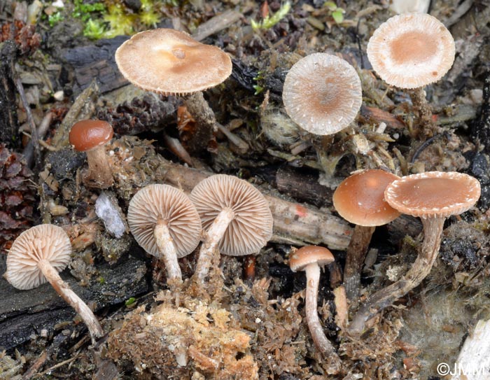 Psilocybe crobula