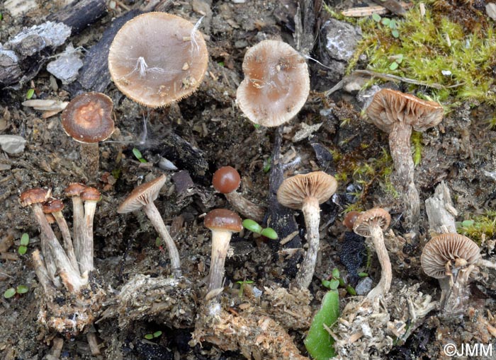 Psilocybe crobula