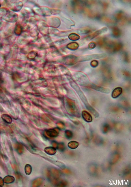 Psilocybe inquilina : spores et cheilocystides