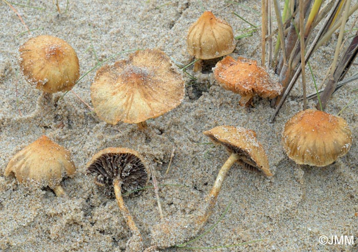 Psilocybe laetissima = Leratiomyces laetissimus