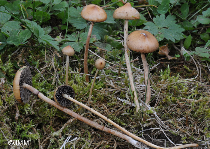 Psilocybe luteonitens = Protostropharia luteonitens = Stropharia luteonitens