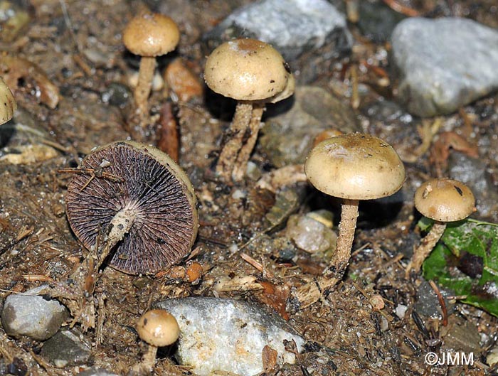 Psilocybe merdaria