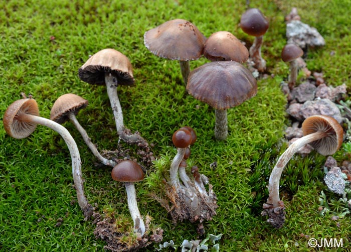 Psilocybe montana