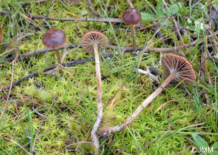 Psilocybe montana