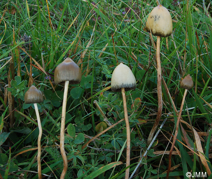 Psilocybe semilanceata