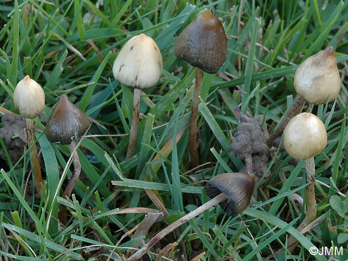 Psilocybe semilanceata