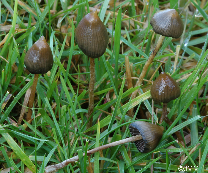 Psilocybe semilanceata