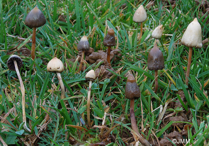 Psilocybe semilanceata