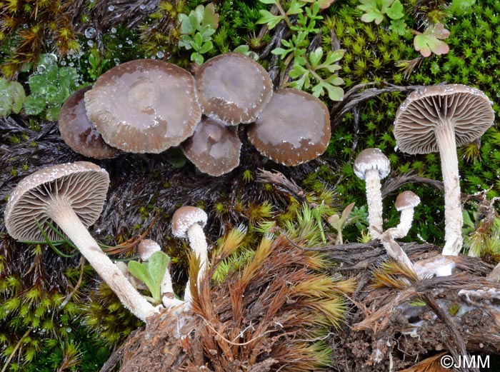 Psilocybe sp.