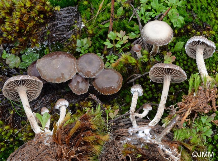 Psilocybe sp.