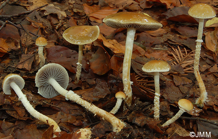 Psilocybe squamosa