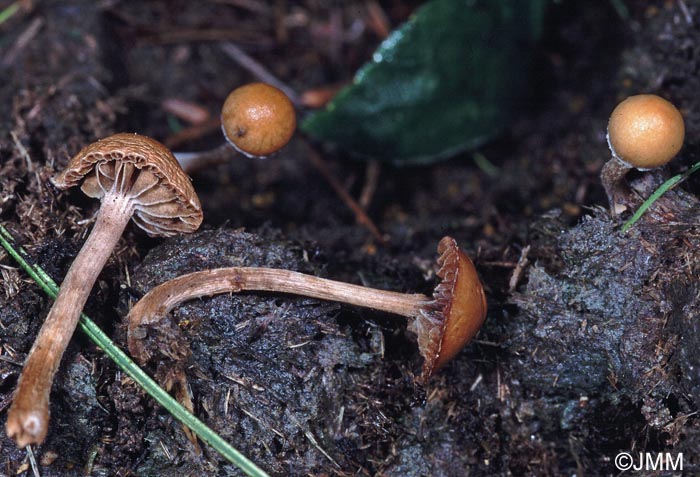 Psilocybe subcoprophila