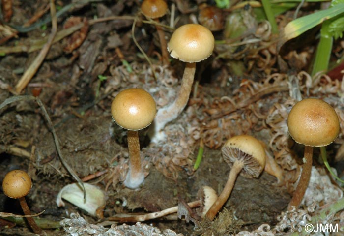 Psilocybe subcoprophila