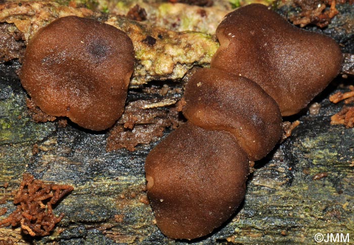 Psilopezia nummularia