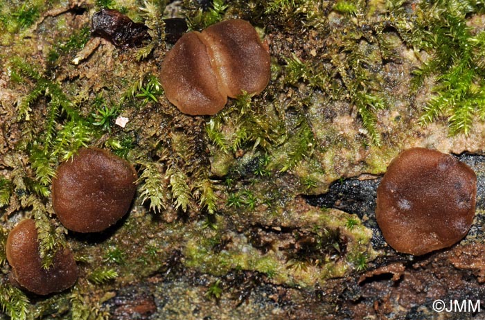 Psilopezia nummularia