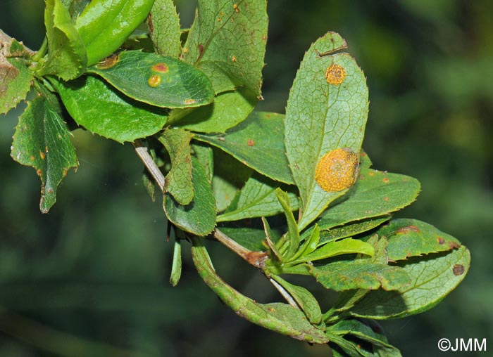 Puccinia graminis