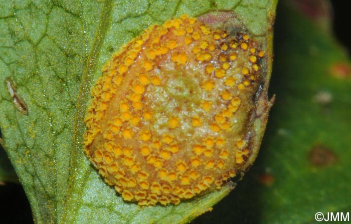 Puccinia graminis