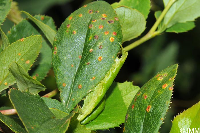 Puccinia graminis