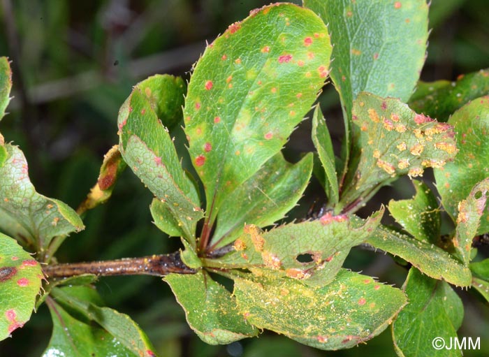 Puccinia graminis