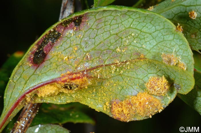 Puccinia graminis