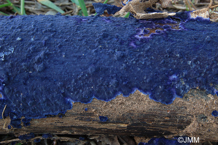 Pulcherricium caeruleum