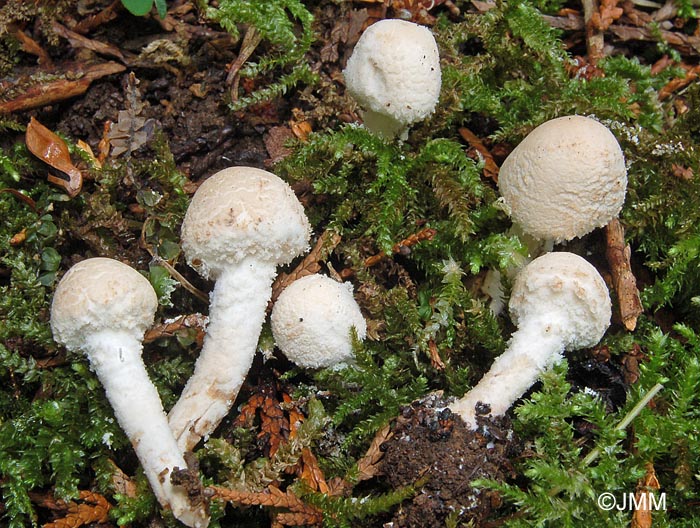 Pulverolepiota pulverulenta = Cystolepiota pulverulenta