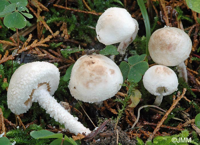 Pulverolepiota pulverulenta = Cystolepiota pulverulenta